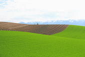 丘を彩る緑と茶のコントラスト