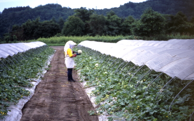 夕張メロンのお取り寄せ 樅の木倶楽部